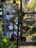 Phalaenopsis Black Swan / storczyk - obrazek 6