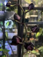 Phalaenopsis Black Swan / storczyk - obrazek 7