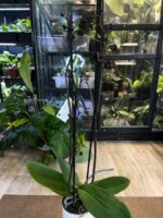 Phalaenopsis Black Swan / storczyk - obrazek 5
