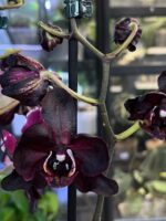 Phalaenopsis Black Swan / storczyk - obrazek 3