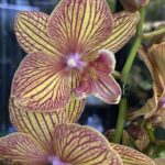 Phalaenopsis Phoenix, storczyk o głębokich burgundowych woskowych kwiatach, rzadka odmiana kolekcjonerska, lśniące płatki i ciemnozielone liście, Variegarden