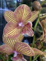 Phalaenopsis Phoenix, storczyk o głębokich burgundowych woskowych kwiatach, rzadka odmiana kolekcjonerska, lśniące płatki i ciemnozielone liście, Variegarden