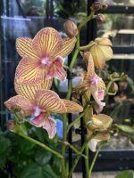 Phalaenopsis Phoenix / storczyk - obrazek 2