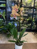Phalaenopsis Phoenix / storczyk - obrazek 3