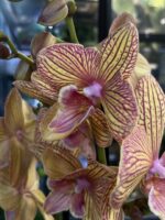 Phalaenopsis Phoenix / storczyk - obrazek 4