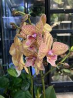 Phalaenopsis Phoenix / storczyk - obrazek 5