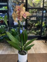 Phalaenopsis Phoenix / storczyk - obrazek 6