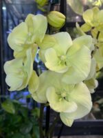 Phalaenopsis Limoncello Kiss big lip / storczyk - obrazek 2