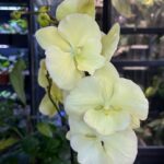 Phalaenopsis Limoncello Kiss big lip, storczyk o jasnych cytrynowych kwiatach z powiększoną warżką typu big lip, rzadka odmiana kolekcjonerska, woskowa tekstura płatków, Variegarden.