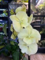 Phalaenopsis Limoncello Kiss big lip, storczyk o jasnych cytrynowych kwiatach z powiększoną warżką typu big lip, rzadka odmiana kolekcjonerska, woskowa tekstura płatków, Variegarden.