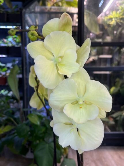 Phalaenopsis Limoncello Kiss big lip, storczyk o jasnych cytrynowych kwiatach z powiększoną warżką typu big lip, rzadka odmiana kolekcjonerska, woskowa tekstura płatków, Variegarden.