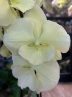 Phalaenopsis Limoncello Kiss big lip / storczyk - obrazek 3