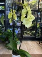 Phalaenopsis Limoncello Kiss big lip / storczyk - obrazek 4