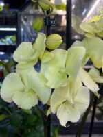 Phalaenopsis Limoncello Kiss big lip / storczyk - obrazek 5