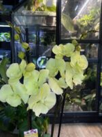 Phalaenopsis Limoncello Kiss big lip / storczyk - obrazek 6