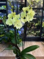 Phalaenopsis Limoncello Kiss big lip / storczyk - obrazek 7