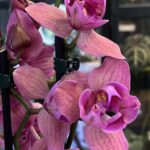 Phalaenopsis Limited 08, storczyk o intensywnie purpurowych woskowych kwiatach z wyraźnym żyłkowaniem, rzadka odmiana kolekcjonerska typu peloric, lśniące płatki, Variegarden.