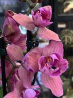 Phalaenopsis Limited 08, storczyk o intensywnie purpurowych woskowych kwiatach z wyraźnym żyłkowaniem, rzadka odmiana kolekcjonerska typu peloric, lśniące płatki, Variegarden.