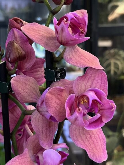 Phalaenopsis Limited 08, storczyk o intensywnie purpurowych woskowych kwiatach z wyraźnym żyłkowaniem, rzadka odmiana kolekcjonerska typu peloric, lśniące płatki, Variegarden.