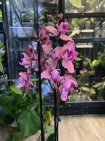 Phalaenopsis Limited 08 / Storczyk - obrazek 7