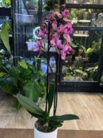 Phalaenopsis Limited 08 / Storczyk - obrazek 6