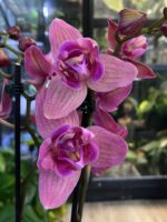 Phalaenopsis Limited 08 / Storczyk - obrazek 2