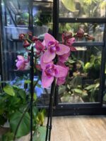 Phalaenopsis Limited 08 / Storczyk - obrazek 5