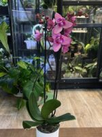 Phalaenopsis Limited 08 / Storczyk - obrazek 4