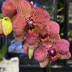 Phalaenopsis I-Hsin Yellow Leopard, żółty storczyk z bordowymi cętkami, rzadka odmiana kolekcjonerska, woskowe kwiaty o wzorze lamparta, Variegarden.