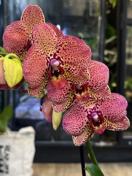 Phalaenopsis I-Hsin Yellow Leopard, żółty storczyk z bordowymi cętkami, rzadka odmiana kolekcjonerska, woskowe kwiaty o wzorze lamparta, Variegarden.