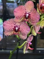 Phalaenopsis I-Hsin Yellow Leopard / storczyk - obrazek 2