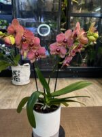 Phalaenopsis I-Hsin Yellow Leopard / storczyk - obrazek 5
