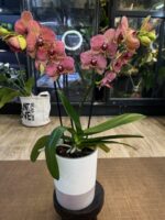 Phalaenopsis I-Hsin Yellow Leopard / storczyk - obrazek 4