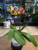 Phalaenopsis I-Hsin Yellow Leopard / storczyk - obrazek 3