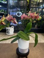 Phalaenopsis I-Hsin Yellow Leopard / storczyk - obrazek 6
