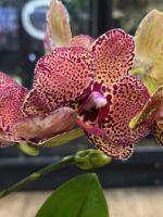 Phalaenopsis I-Hsin Yellow Leopard / storczyk - obrazek 7