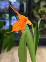 Masdevallia storczyk - Egzotyczny Klejnot Wysokogórskich Lasów - obrazek 3