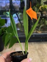 Masdevallia storczyk - Egzotyczny Klejnot Wysokogórskich Lasów - obrazek 2