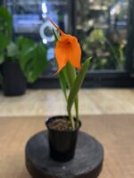 Masdevallia storczyk - Egzotyczny Klejnot Wysokogórskich Lasów - obrazek 5