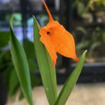 Masdevallia, kolekcjonerski storczyk o jaskrawopomarańczowym kwiatku z długimi wyrostkami, rzadka orchidea chłodnolubna z lasów mglistych, zielone lancetowate liście, Variegarden.