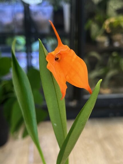 Masdevallia, kolekcjonerski storczyk o jaskrawopomarańczowym kwiatku z długimi wyrostkami, rzadka orchidea chłodnolubna z lasów mglistych, zielone lancetowate liście, Variegarden.