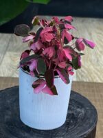 Oxalis spiralis vulcanicola „Crazy Plum”  / szczawik - obrazek 3