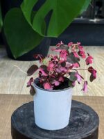 Oxalis spiralis vulcanicola „Crazy Plum”  / szczawik - obrazek 2