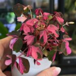 Oxalis spiralis vulcanicola „Crazy Plum”  / szczawik
