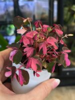 Oxalis spiralis vulcanicola „Crazy Plum”  / szczawik