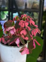 Oxalis spiralis vulcanicola „Crazy Plum”  / szczawik - obrazek 4