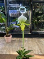 Paphiopedilum Maudiae Femma / storczyk - obrazek 2