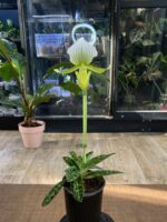 Paphiopedilum Maudiae Femma / storczyk - obrazek 3