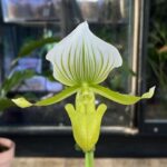 Paphiopedilum Maudiae Femma, kolekcjonerski storczyk Sabotek o ozdobnych marmurkowych liściach, unikatowy kwiat w kształcie pantofelka z wyraźnym żyłkowaniem, rzadka orchidea, Variegarden.