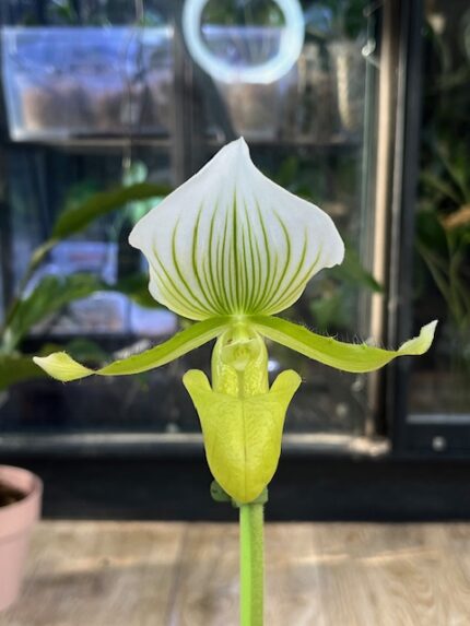 Paphiopedilum Maudiae Femma, kolekcjonerski storczyk Sabotek o ozdobnych marmurkowych liściach, unikatowy kwiat w kształcie pantofelka z wyraźnym żyłkowaniem, rzadka orchidea, Variegarden.